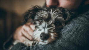 Pet5ardas.com: The Ultimate Guide to Easy, Smart, and Loving Pet Care
