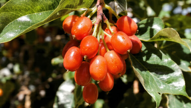 Jujube Fruit (Žižole): Taste, Benefits, Uses & Why It’s Trending