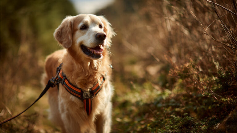 MyHarness Makes Walking Dogs Easy and Fun — The No‑Pull Dog Harness Solution (2026 Guide) MyHarness Makes Walking Dogs Easy and Fun — The No‑Pull Dog Harness Solution (2026 Guide)