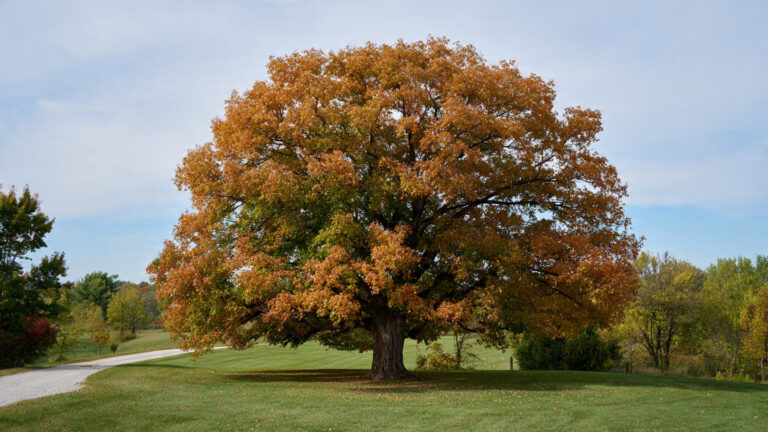 Exploring Lewis Center Ohio’s Champion Trees: A Complete Guide for Nature Enthusiasts Exploring Lewis Center Ohio’s Champion Trees: A Complete Guide for Nature Enthusiasts